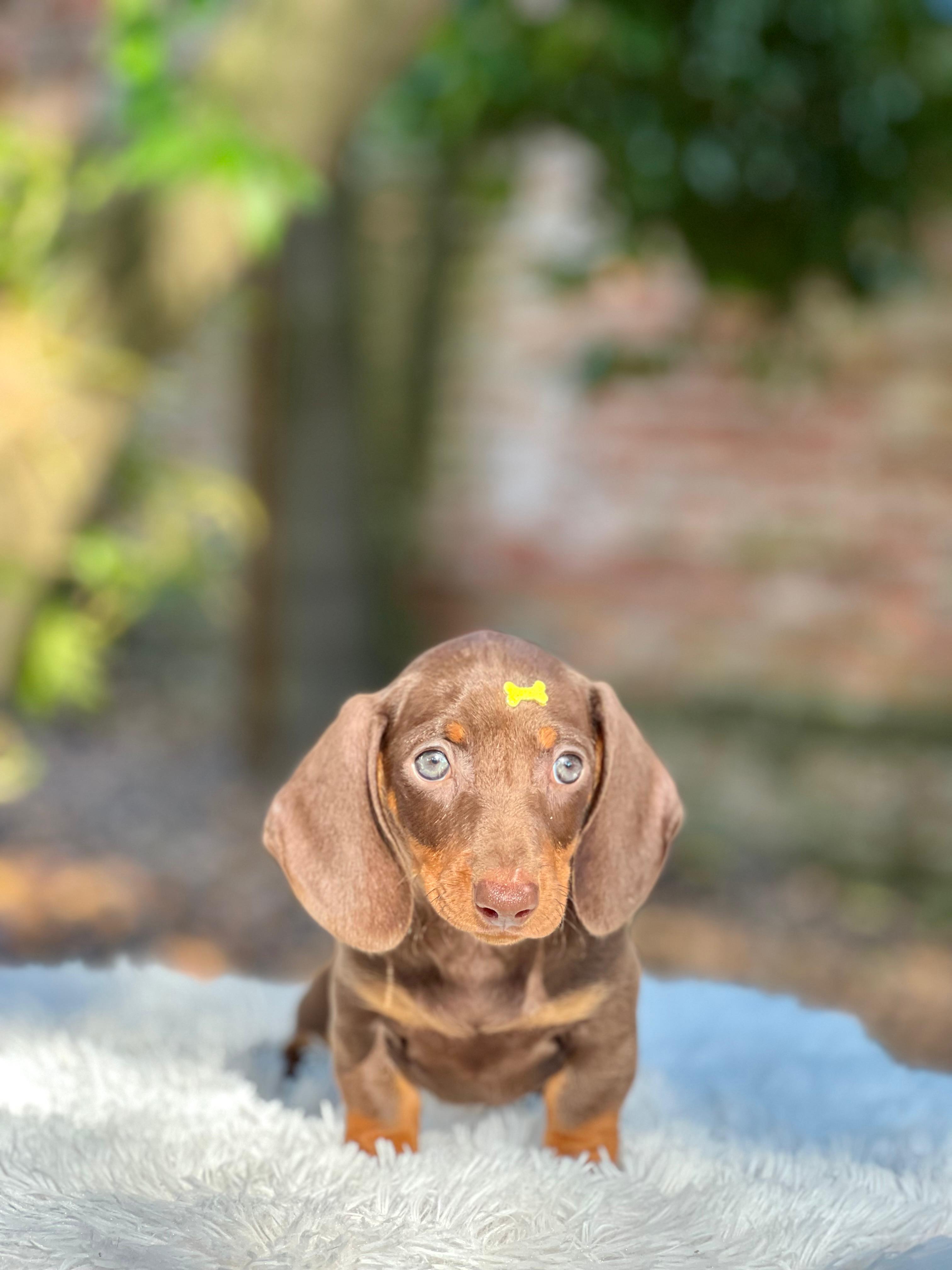 Dachshund