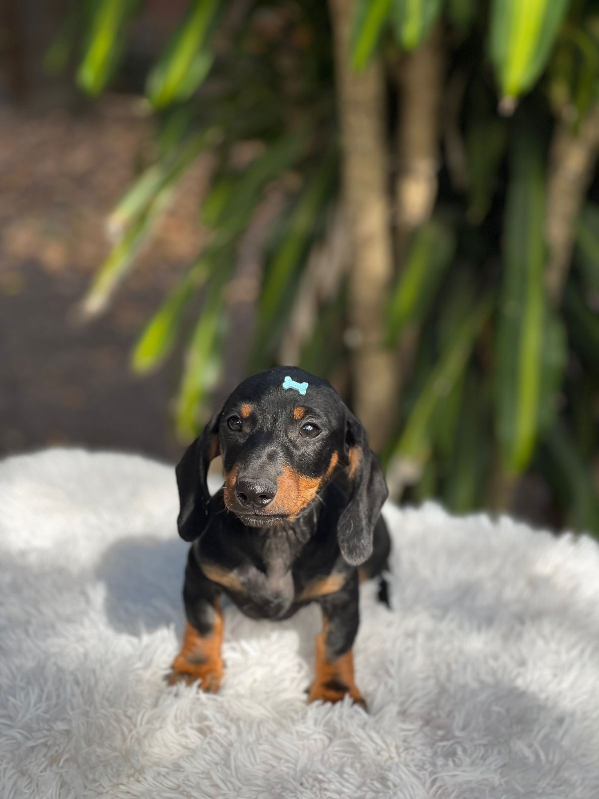 Dachshund