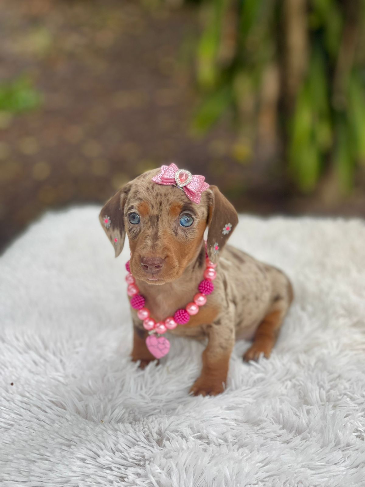 Dachshund