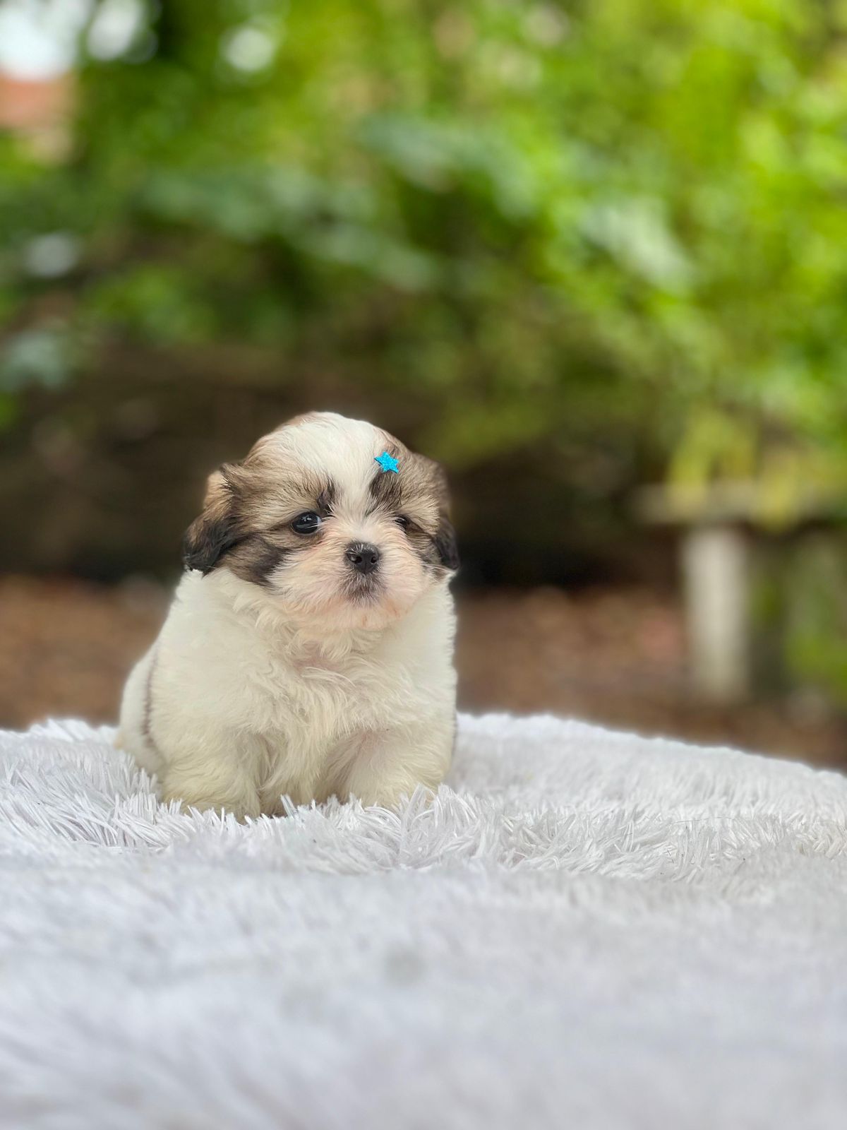 Shih-tzu