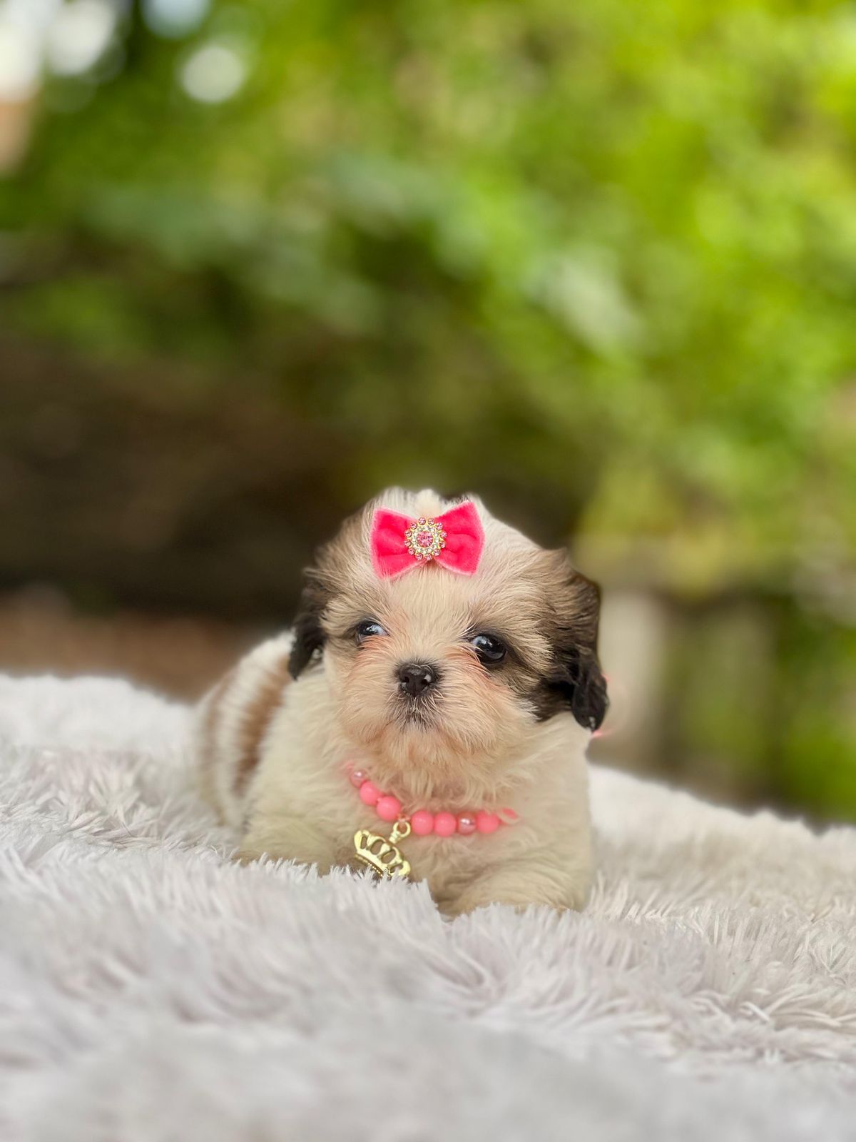 Shih-tzu