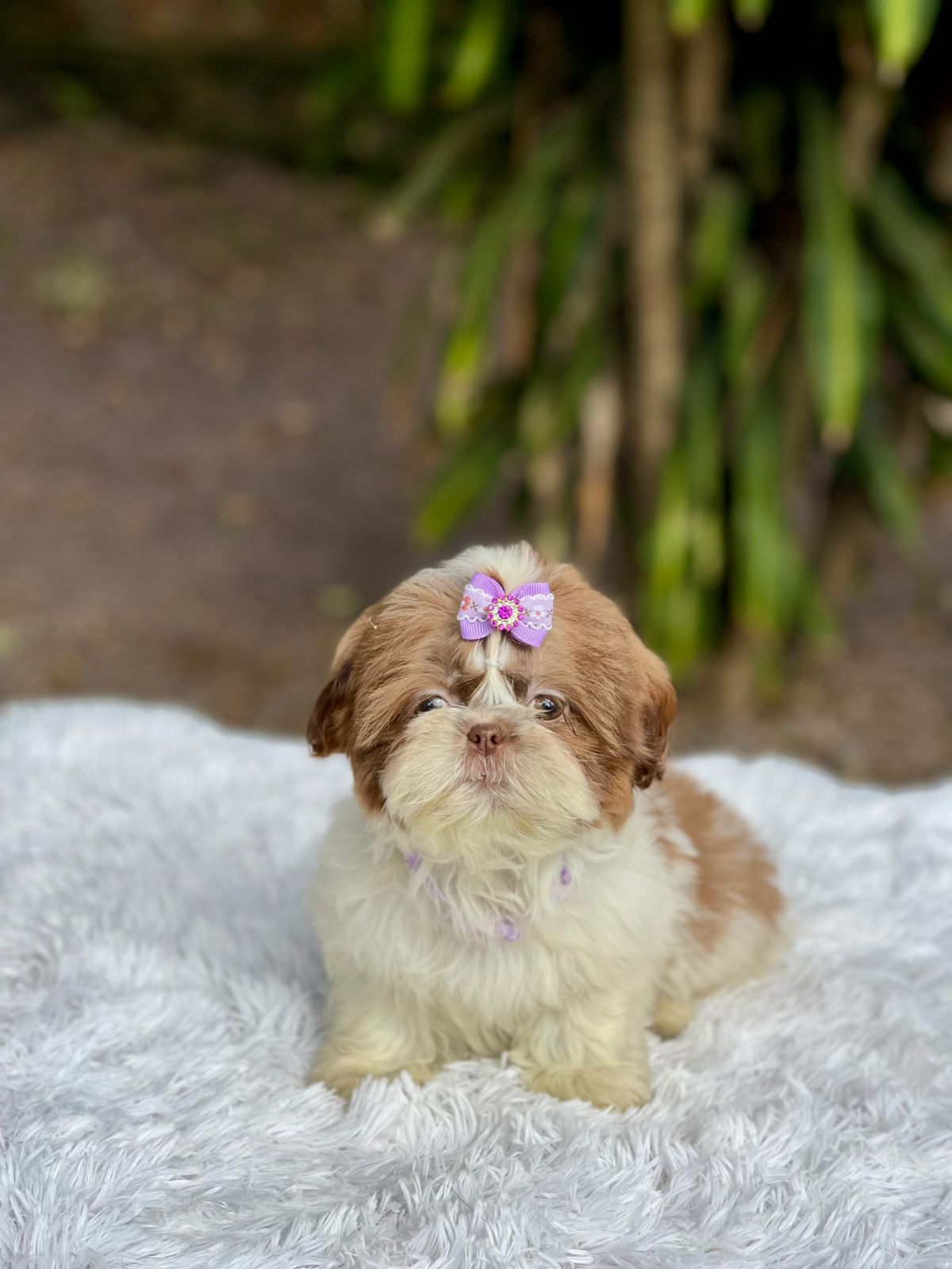 Shih-tzu