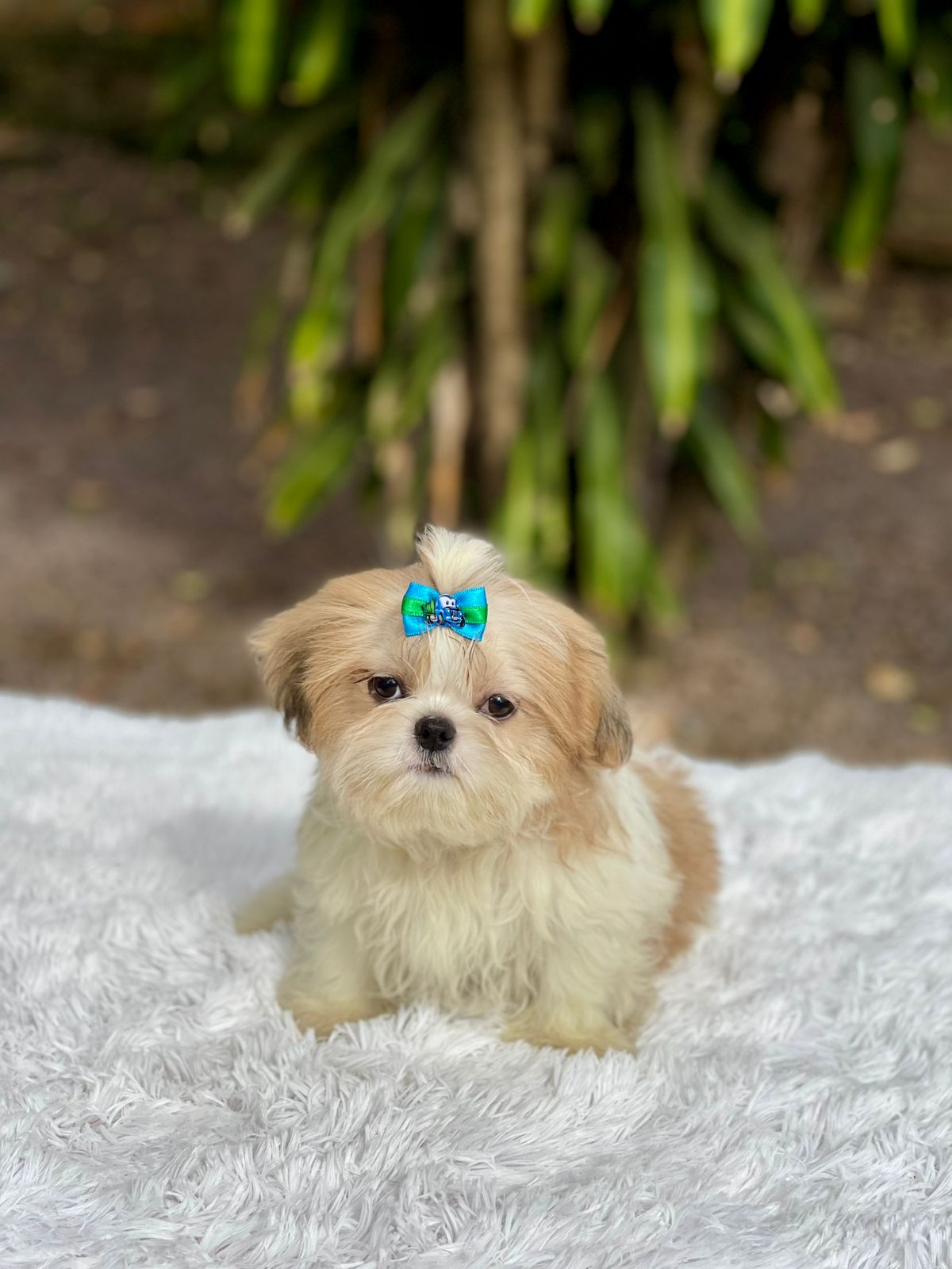Shih-tzu